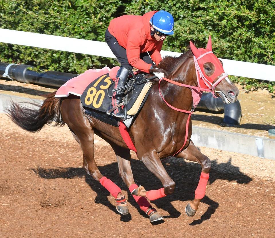 　横山武とコンビで新馬勝ちを狙うワンダホー