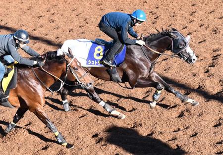 【朝日杯ＦＳ】シュトラウス　超抜４Ｆ５０秒４！美浦坂路リニューアル後レコードタイ　武井師「やっぱり能力ある」