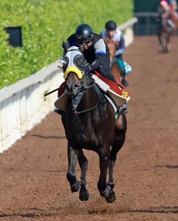 【阪神＆中山の危険な人気馬】コナコースト　中山１１Ｒ