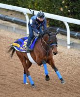 　美浦坂路を活気十分に駆け上がったスルーセブンシーズ（撮影・三好信也）