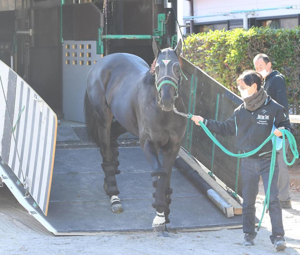 　中山競馬場に到着したジャスティンパレス（撮影・三好信也）