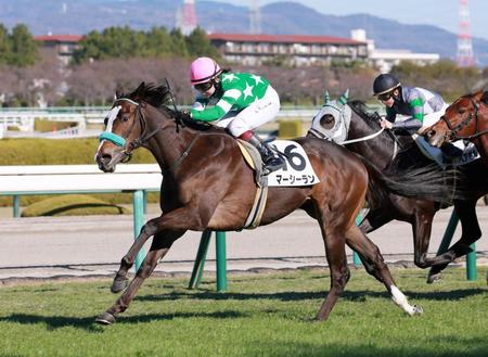 　新馬戦を快勝したマーシーラン（撮影・石湯恒介）