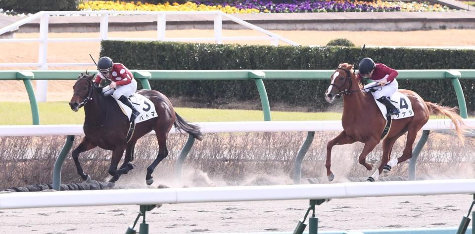 　新馬戦を制したパドマ（左）＝撮影・園田高夫