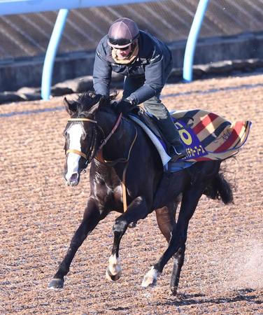 　美浦Ｗ３頭併せを行い、力強い動きを見せたゴンバデカーブース＝撮影・園田高夫