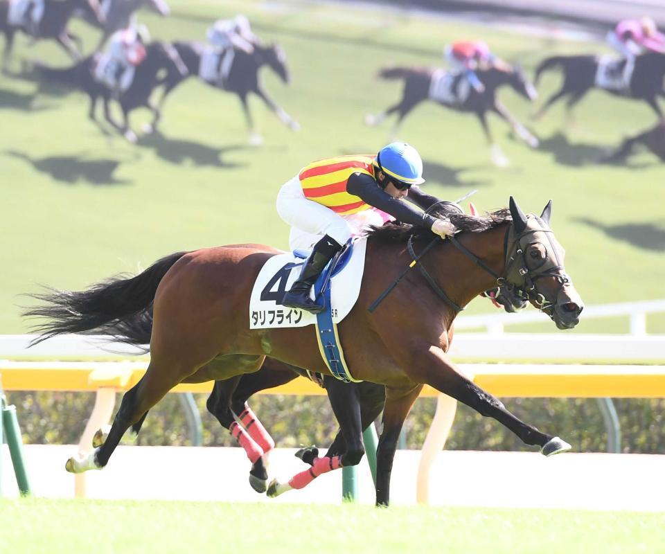 　新馬戦を快勝したタリフライン