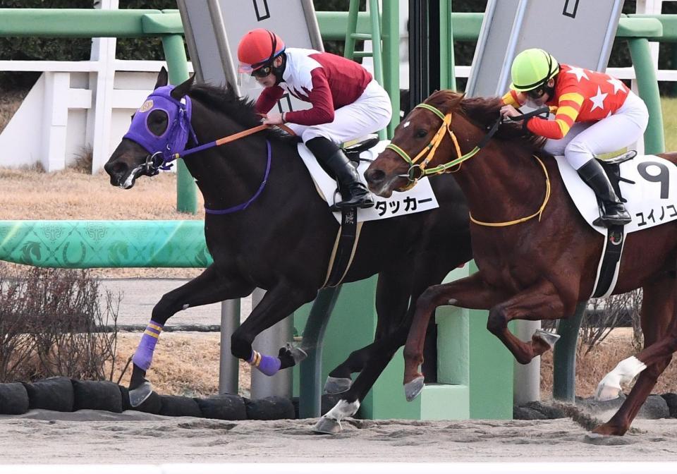 　２歳新馬戦を制したタッカー（左）＝撮影・園田高夫