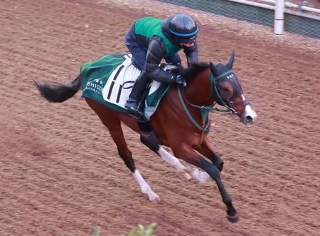 　栗東坂路で追い切るアルナシーム（撮影・石湯恒介）