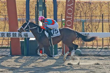 　中央競馬の開幕戦を飾ったセレブレイトエール（撮影・石湯恒介）