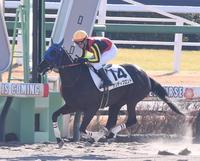 　中山１Ｒを制したサンディブロンド（撮影・園田高夫）