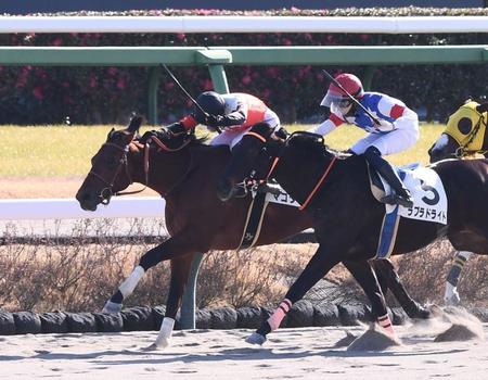 　新馬戦を勝利したマコタイガ（左）＝撮影・園田高夫