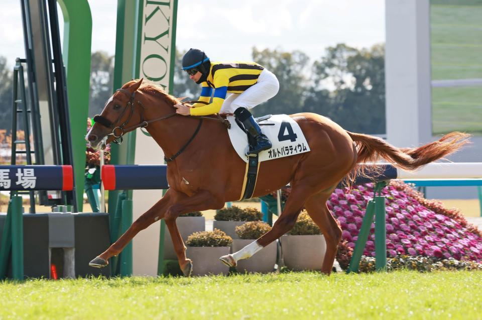 　新馬戦を快勝したオルトパラティウム＝京都競馬場（撮影・石湯恒介）