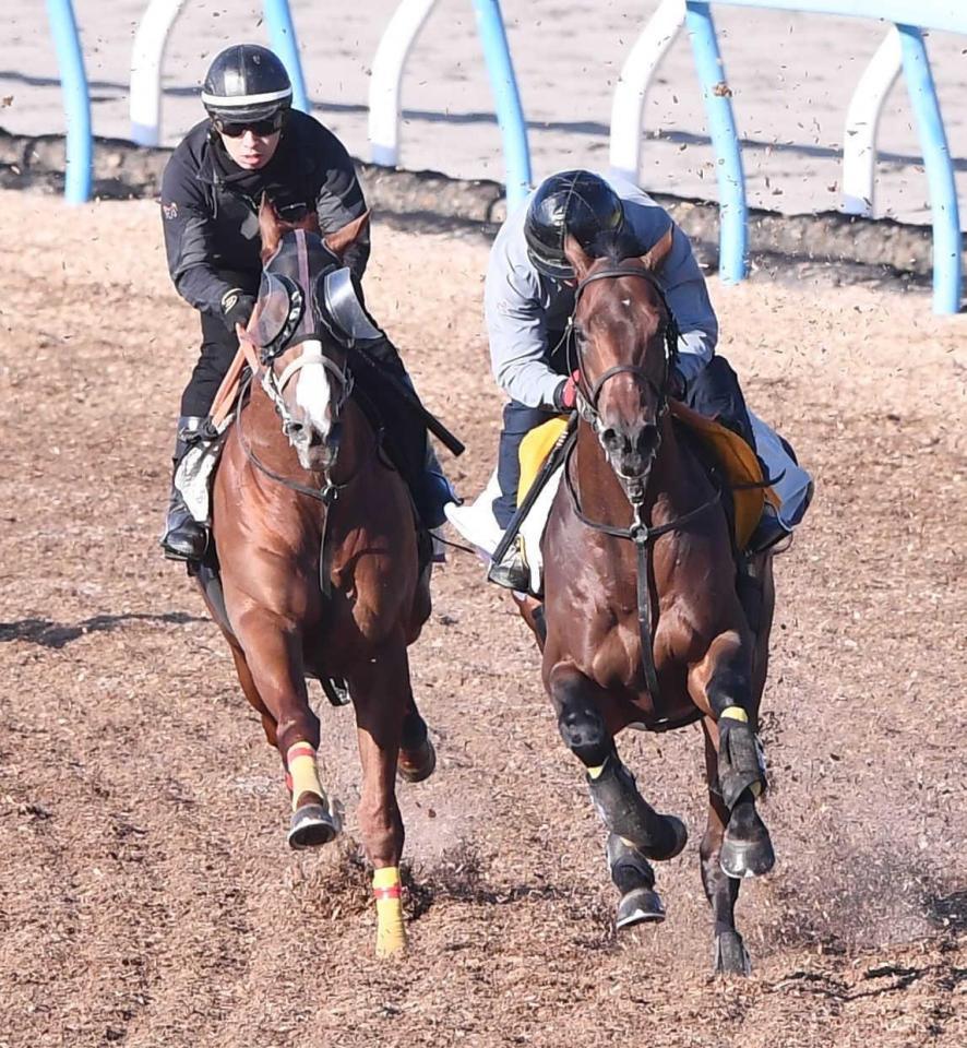 　美浦Ｗで併せ馬を行ったハーツコンチェルト（右）＝撮影・園田高夫