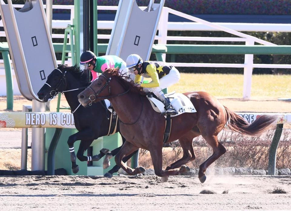 　新馬戦を制したクレイヴィンオナー（手前）＝撮影・園田高夫