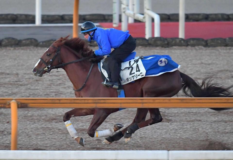 　栗東ＣＷで鋭い反応を見せたボッケリーニ（撮影・石湯恒介）