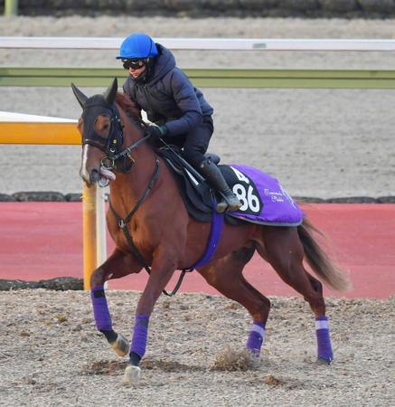 【きさらぎ賞】シヴァース　血が騒ぐ　母ヴィヴロス譲りの高素質馬　「距離は延びても問題なさそう」