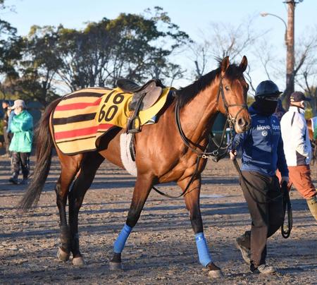 　新馬戦以来のマイルで復調を目指すホウオウビスケッツ