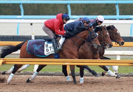 【東京新聞杯】ジャスティンカフェ　風格増した　ＣＷで３頭併せで好仕上がり「しっかりと走ってくれた」