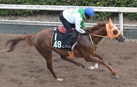 　栗東坂路で追い切るヴェロキラプトル（撮影・石井剣太郎）