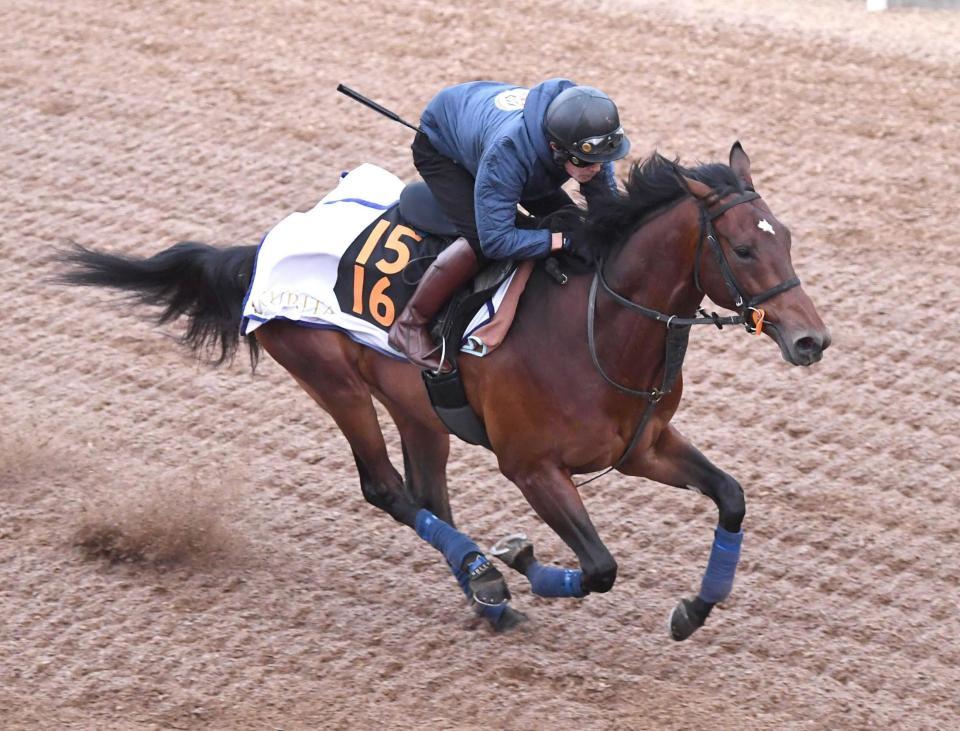 　美浦坂路で弾むように伸びたレガーロデルシエロ＝撮影・園田高夫