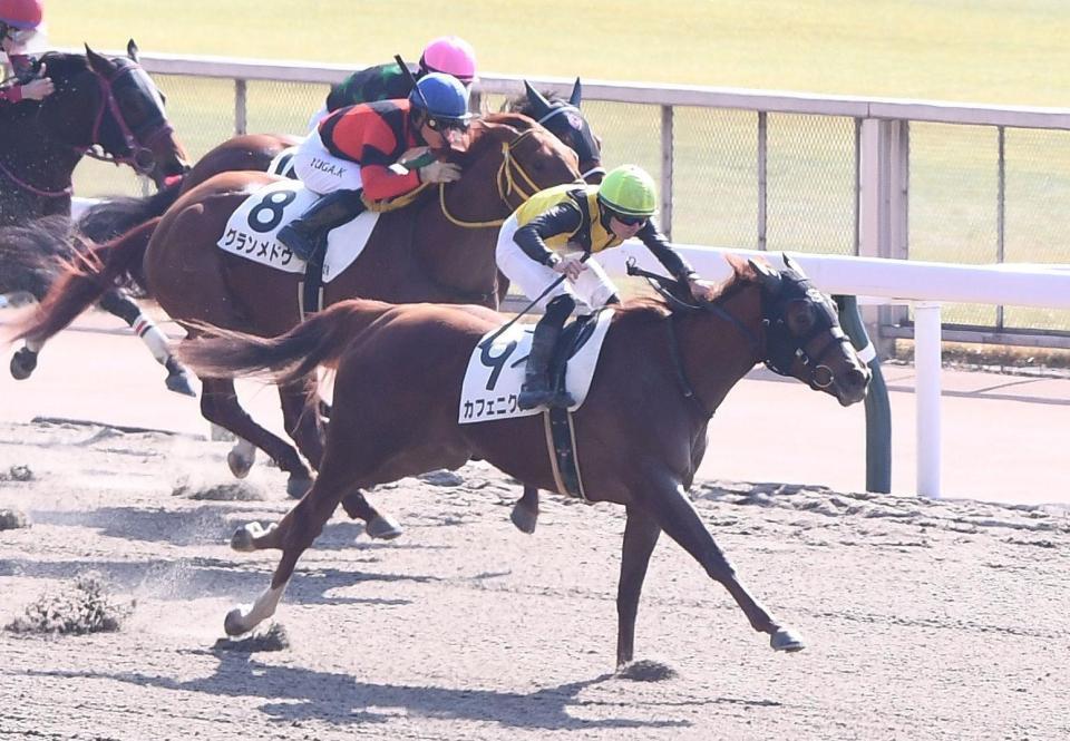 　新馬戦を勝利したカフェニクス＝東京競馬場