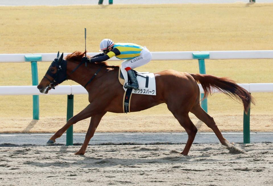 　新馬戦を快勝したガウラスパーク（撮影・石湯恒介）