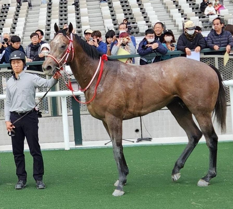 　新馬戦を制したキングヴァージル