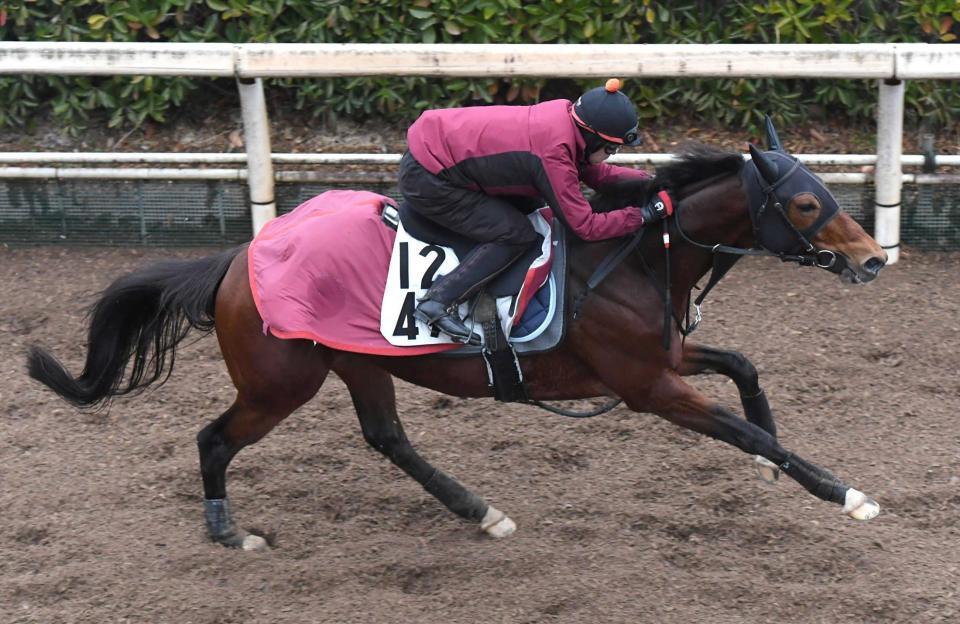 　栗東坂路をリズム良く駆け上がるダノンティンパニー＝栗東トレセン（撮影・石井剣太郎）