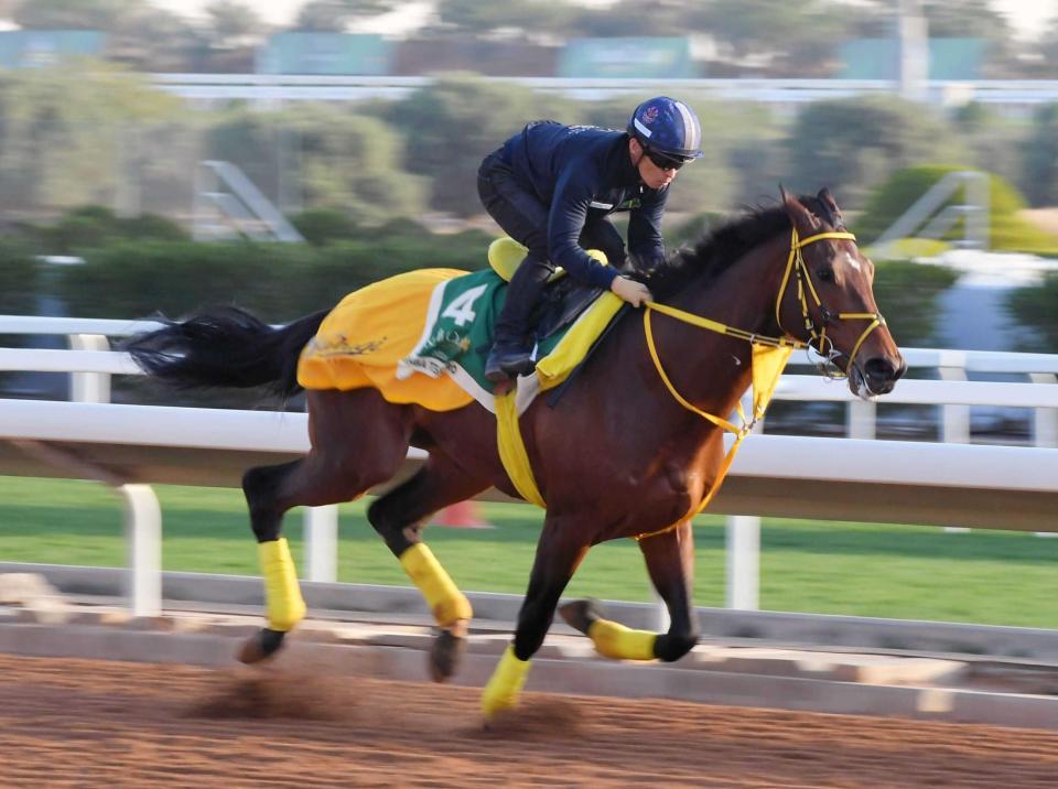 　川田を背に最終リハを行い、力強い動きを見せたウシュバテソーロ（撮影・島田敬将）