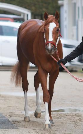 　Ｖ発進を狙う世界的良血馬シンエンペラー