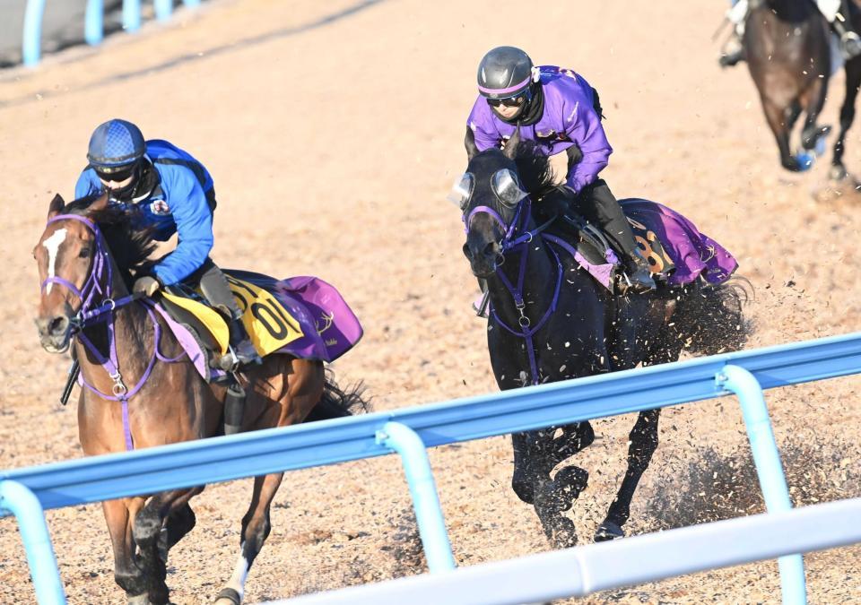 　順調な仕上がりを示したトロヴァトーレ（右）＝撮影・園田高夫