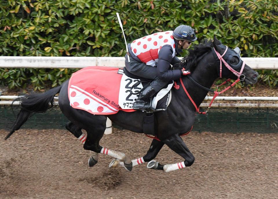 　栗東坂路で追い切るヤマニンサルバム