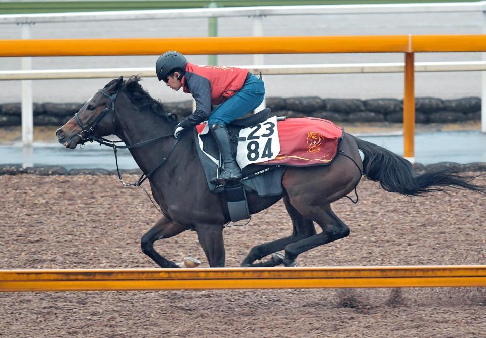 　レオノーレの追い切りに騎乗する福永師（撮影・石湯恒介）