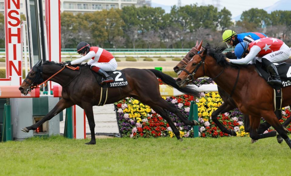 　ゆきやなぎ賞を制したショウナンラプンタ（撮影・石湯恒介）