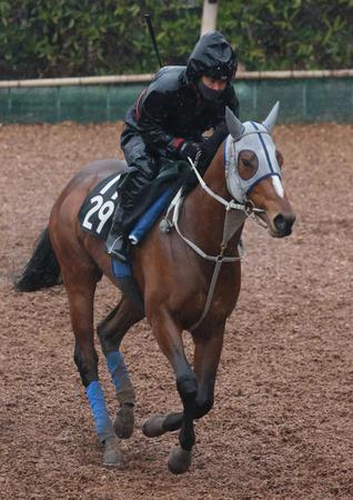 　皐月賞の権利獲得を狙うメイショウタバル（撮影・石湯恒介）