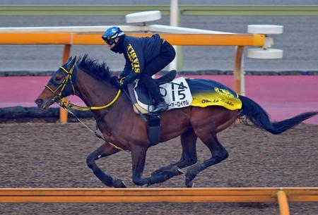 　栗東ＣＷを軽快に駆けたテーオーロイヤル（撮影・石湯恒介）