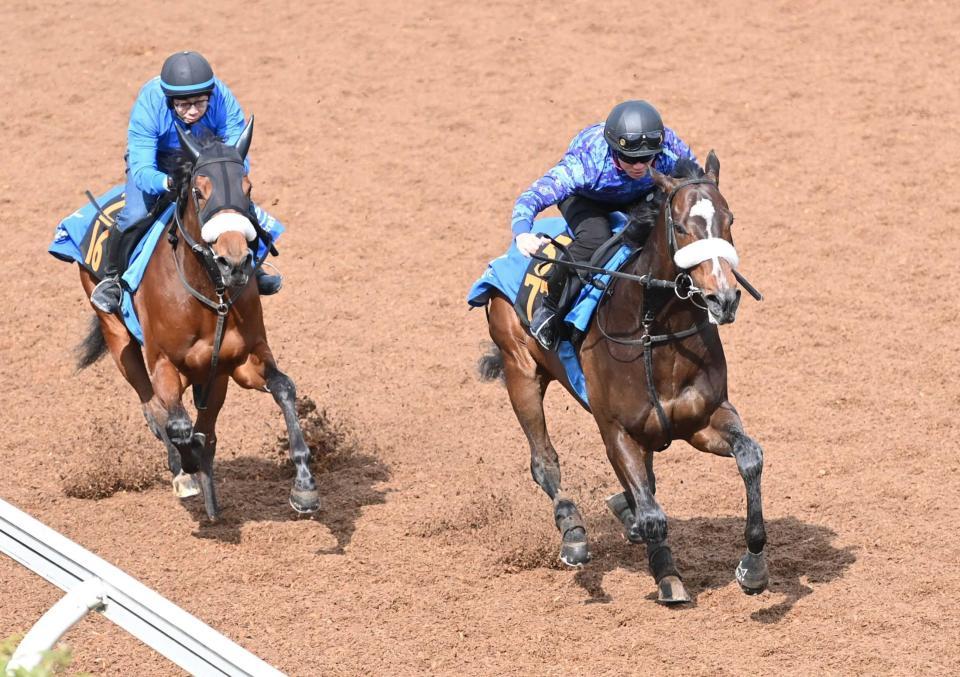 　美浦坂路で楽々と先着したシックスペンス（右）＝撮影・園田高夫