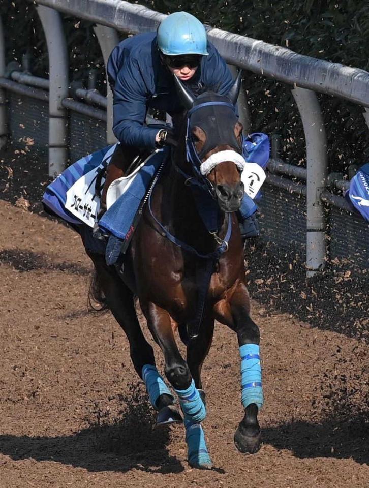 　栗東坂路で好調をアピールしたブローザホーン（撮影・北村雅宏）