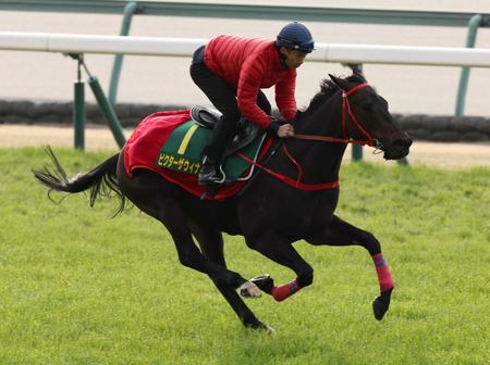 　最終追い切りで力強い動きを見せたビクターザウィナー＝中京競馬場