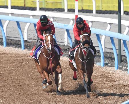 【高松宮記念】ウインマーベル　迫力満点！重賞連勝勢いそのまま　深山師「満足いく仕上がり」