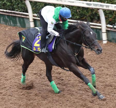 　文句なしの動きで栗東坂路を駆けたルガル