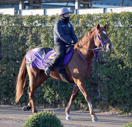 　厩舎近くで調整するウインカーネリアン（撮影・西岡正）