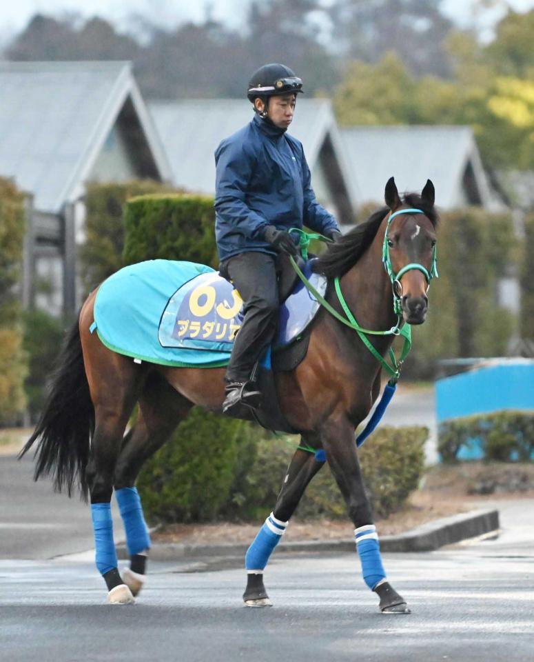 　データ班イチ推しのプラダリア