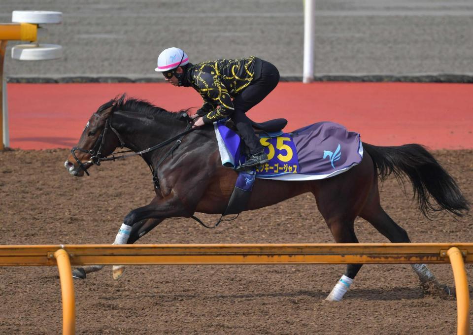 　栗東ＣＷで追い切るミッキーゴージャス＝栗東トレセン（撮影・石湯恒介）