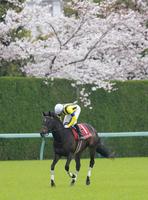 　桜の下を引き揚げるマスクトディーヴァ（撮影・石湯恒介）