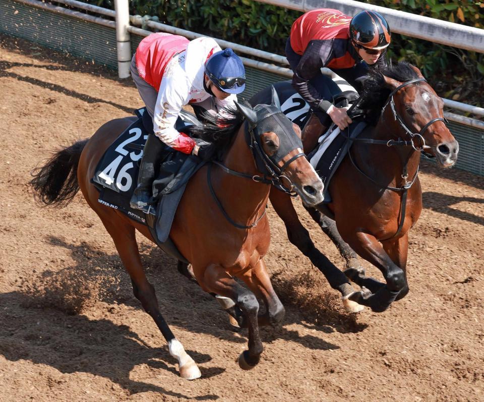 　坂井を背に栗東坂路で追い切るチャンネルトンネル（左）＝栗東トレセン（撮影・石湯恒介）