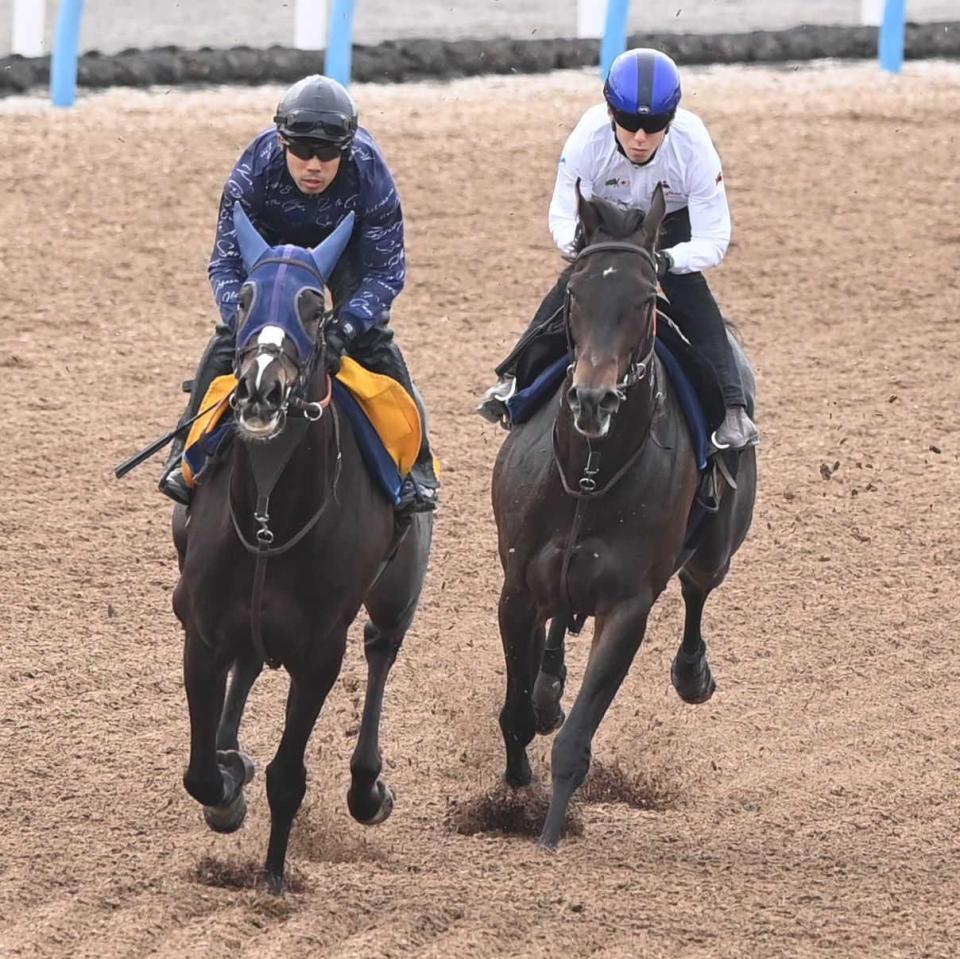 　美浦Ｗで津村を背に追い切ったバロネッサ（右）＝撮影・園田高夫