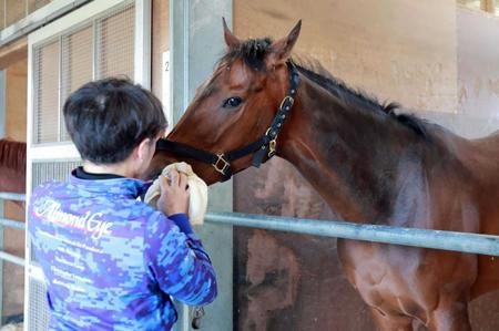 【天皇賞】サリエラ　武豊とのコンビで７１年ぶり牝馬Ｖへ　２度目の栗東滞在に陣営「落ち着きが全然違う」