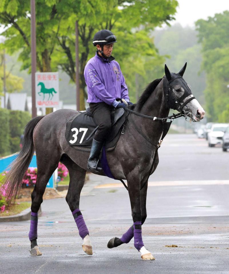 　実績のある京都で重賞初挑戦するアドマイヤテラ＝撮影・石湯恒介