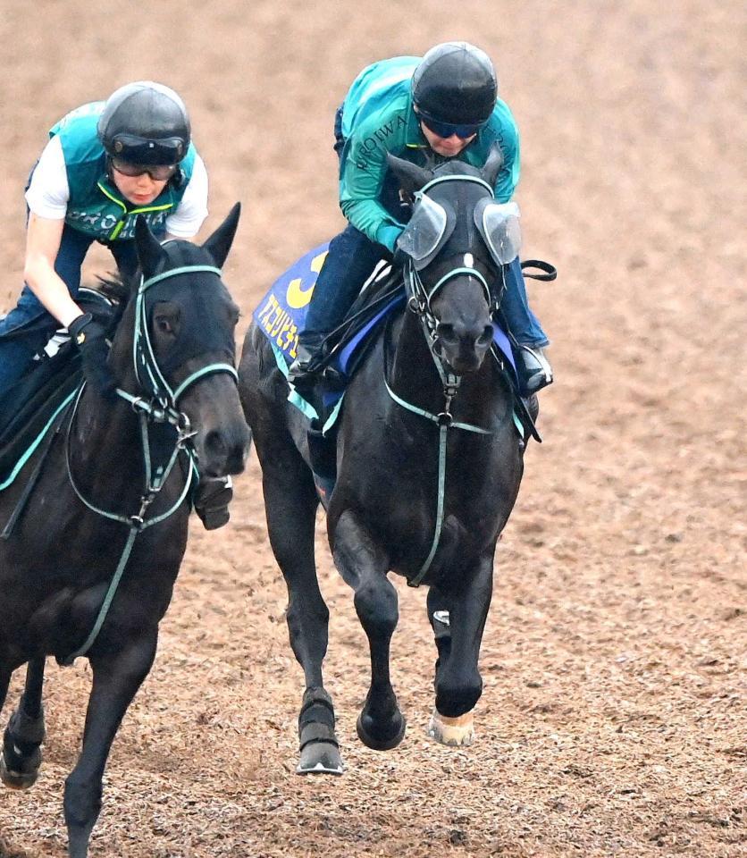 　文句なしの態勢を整えたアスコリピチェーノ（右）＝撮影・園田高夫