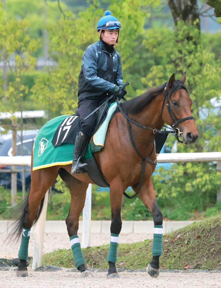 　ダービー出走へ勝負駆けに挑むベラジオボンド（撮影・石湯恒介）